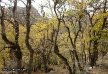 گزارش تصویری از فصل پاییز در جنگل ابر شاهرود